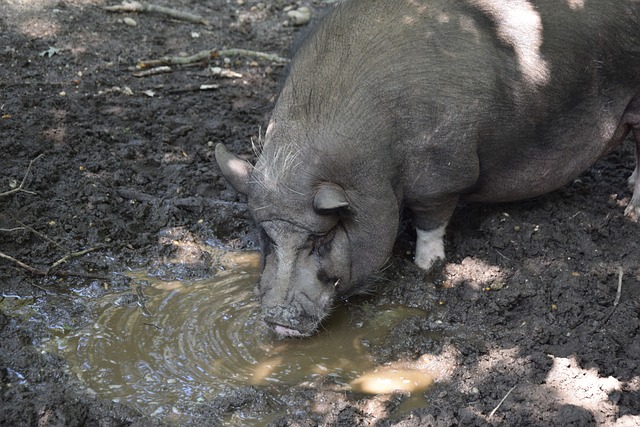 西蒙斯来复 西蒙斯来复