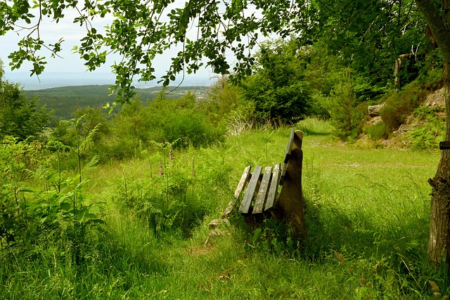 將使球隊的 將使球隊的